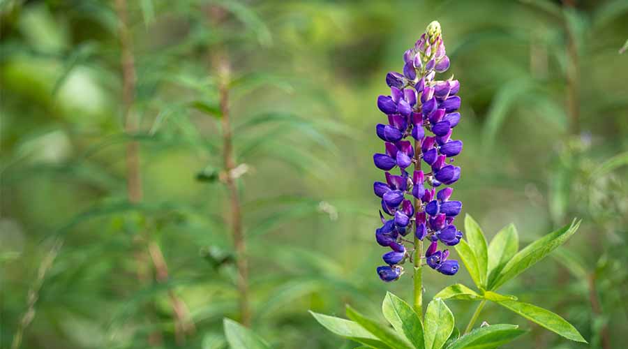 Image d'une fleur de lupin violet en pleine floraison, capturée en gros plan dans un environnement naturel. 